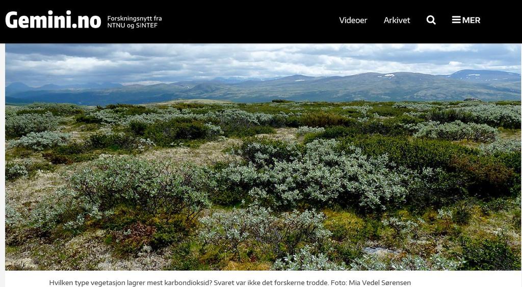 Beiting og karbonlagring Mindre beitedyr= mer kratt og busker i fjellet og i arktiske strøk Karbonlagring i vegetasjonstyper 1) eng 2) hei