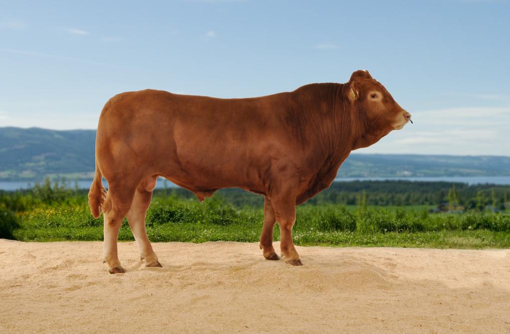 Vedlegg 1) Rasestandard for Limousin Størrelse Limousin skal ha en stor, fin og sterk beinbygning. Kyr bør ha voksenvekt på rundt 650 kilo mens okser bør ha en voksenvekt på rundt 1000 kilo.