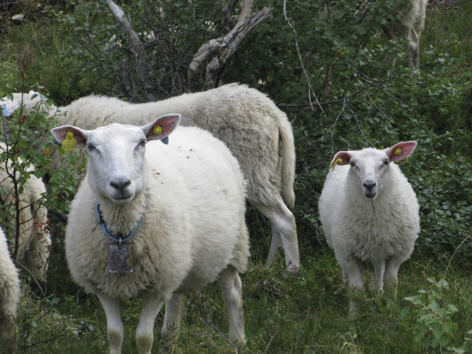 Både kjøttproduksjon på storfe og sauehold har økt mye i Trøndelagsfylkene fra 2010 til 2015.
