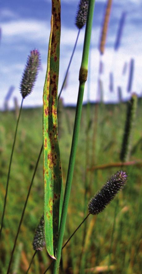 204 Havstad, L.T. et al. / Bioforsk FOKUS 5 (1) Tidspunkt for soppbekjemping i frøeng av timotei og engsvingel Lars T.