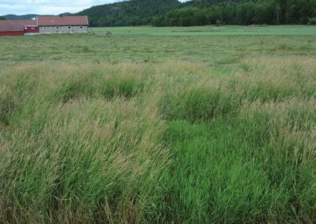 226 Havstad, L.T. & Øverland, J.I. / Bioforsk FOKUS 5 (1) reserver til å starte veksten på nytt, og dessuten var mange av vekstpunktene fjernet.