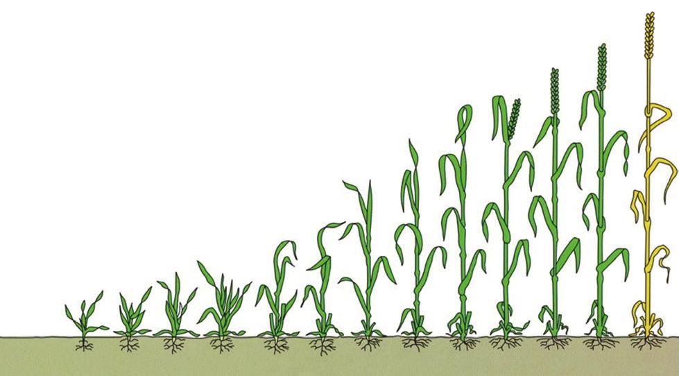 Jord- og Plantekultur 2010 / Bioforsk FOKUS 5 (1) 321 Utviklingsstadier i korn I flere av artiklene i denne publikasjonen blir det referert til Zadoks skala for å beskrive kornplantenes