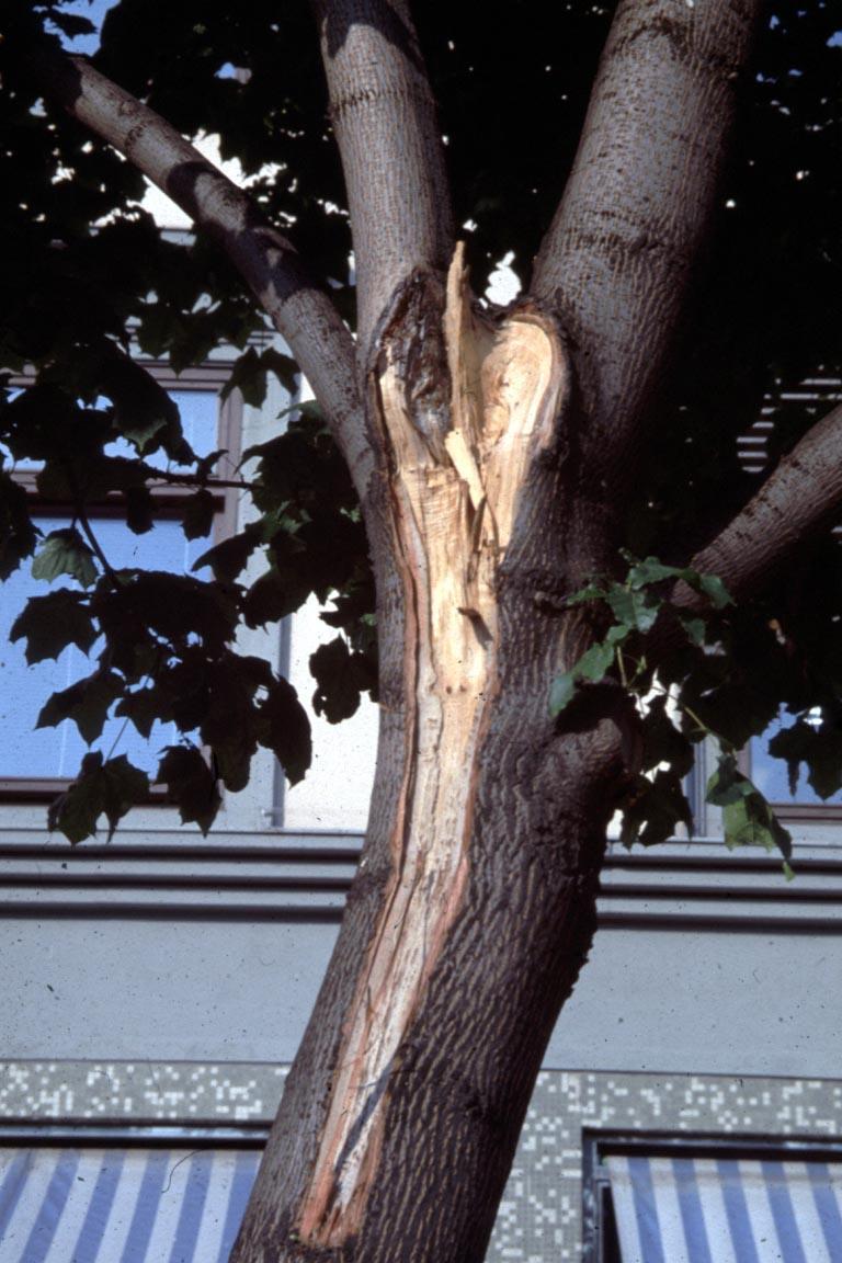 Unødvendig tap av trær Den alvorlige brekkasjen skyldtes inngrodd bark og mangelfull beskjæringsoppfølging.