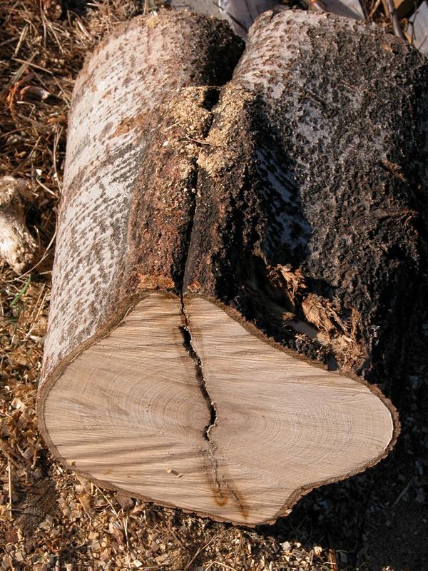 Inngrodd bark mellom to kodominante stammer, sett fra innsiden Det er ingen strukturell