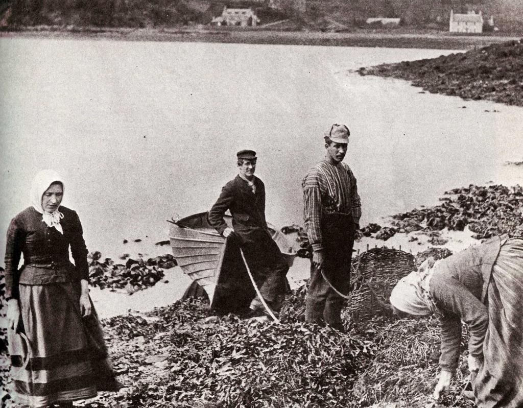 BRUK AV MAKROALGER HAR TRADISJON Cutting redware (tang og tare) on Skye, ca.