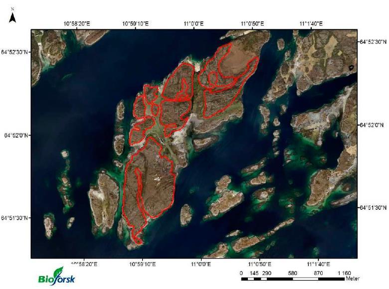 Figur 1. Kart som viser kystlynghei på Svinøya. Kilde: Johansen et al. 2013. 2.2 Driftsbeskrivelse Dato for utarbeiding av driftsbeskrivelse: April 2016 Beskriv dagens beite (ev.