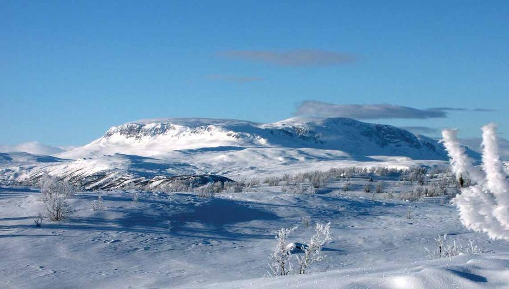 Skiløypene fra Lia snor seg gjennom skogsterreng for så å ende opp på Hardangervidda 1000 moh.