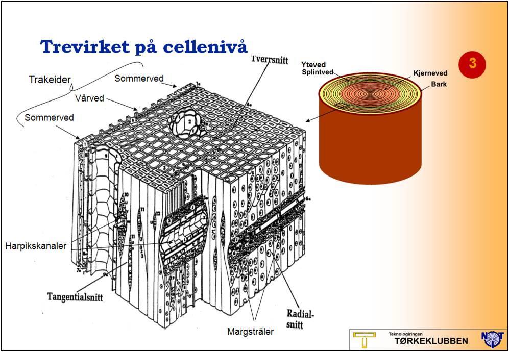 Trevirket på cellenivå