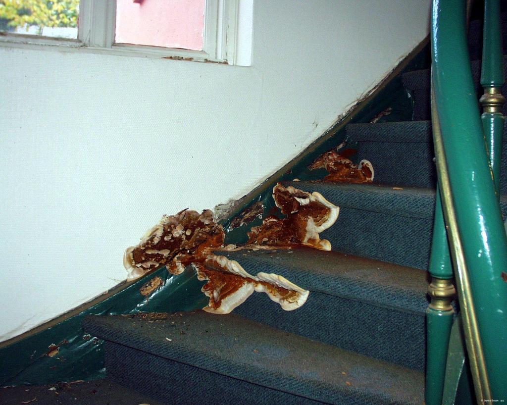 Ekte hussopp i trapp