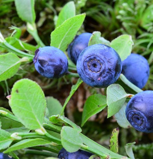 Ut i naturen - nær byen På Sviland er naturen slående og himmelen stor.