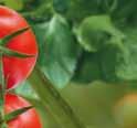 CHERRYTOMAT Dyrkes og pinseres som vanlig tomat Mest aktuell for plantesalg til hageeiere. Clarée F1 ToMV Ff:1-5 Fol:0,1 Wi 175371 Standardfrø Hovedsort. Vekstkraftig, åpen plante.