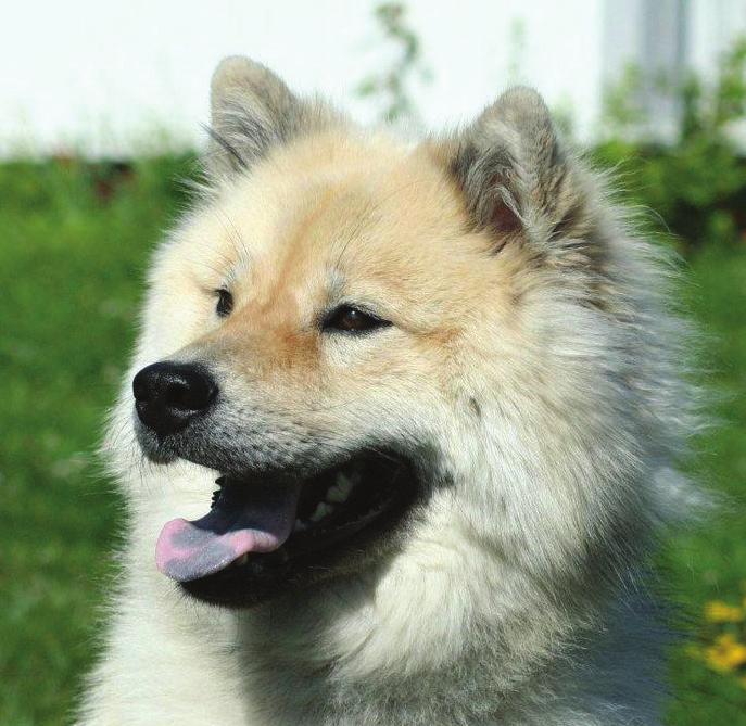 kjønnspreg - hannhund