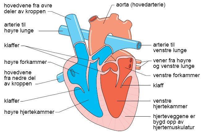 Hva skjer i hjertet? Hjertet er en muskel som pumper blodet rundt i årene. Klaffer i hjertet sender blodet riktig vei ved å åpne og lukke seg. Oksygenfattig blod pumpes til lungene.