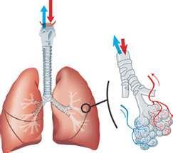 Lungene Tegn lungene og lungeblærer s. 81 i boka di, vis ved hjelp av piler og ord hvordan blodet beveger seg Menneskene har to lunger. Det oksygenfattige blodet pumpes til lungene.