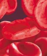 De røde blodcellene Menneskene har ca. 5 liter blod i kroppen. De røde blodcellene frakter oksygengass. Hemoglobin i blodcellene binder seg til oksygengass.