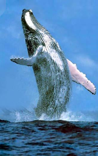 Hvalen Organismer skaffer oksygengass Har nesa på toppen av hodet. Hvalen er et pattedyr, men er tilpasset et liv i vann. Hvalens nese er tilpasset et liv i vann.