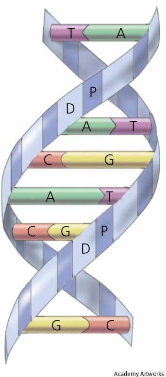 Arvestoffet Arvestoffet heter DNA. Samlet i cellekjernen. Hver celle i mennesker inneholder en DNA-tråd som er ca. 2 m lang.
