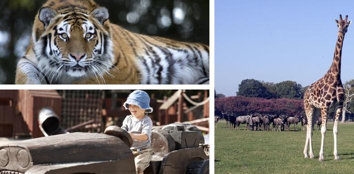 Opplev noen av de mest interessante dyreforinger dere noen gang har sett i en dyrepark og ta en tur med apebussen.