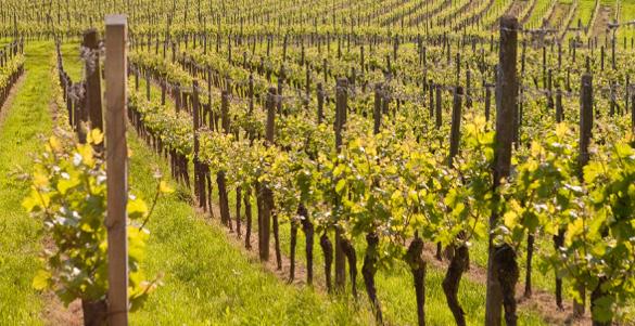 15 Regioner representert i smakingen Tyskland har 13 vinregioner som alle ligger ved eller rett i nærheten av landets store elver. Rhin med sine bielver har de fleste av de mest annerkjente regionene.