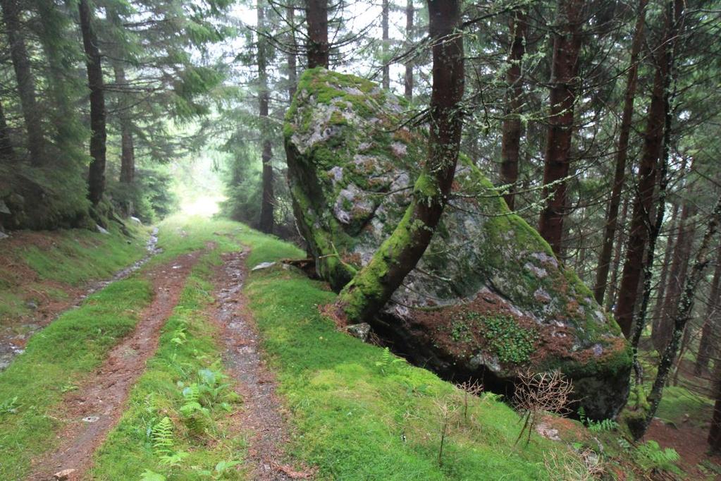 Figur 25: Fotografi av ei stor mosegrodd steinblokk på om lag 20 kubikk i granskogen like ovanfor vestre hjørnet av planområdet.