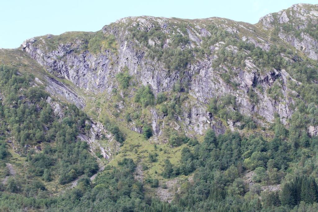 Figur 31: Fotografi tatt mot nord som viser delar av fjellsida og den delvis vegetasjonskledde skred/steinsprang vifta (steinur) under.