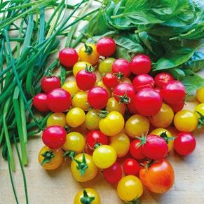 Noen hadde gjødslet for mye, andre for lite. Kålmøllen har vært grådig og forsynt seg godt, mens tomatplantene tydeligvis trivdes med årets sommervær.