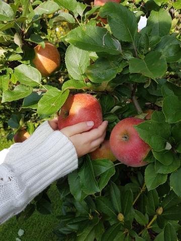 Frukttrær, bærbusker, bringebær og jordbær 4 standarder som handler om kvaliteter til