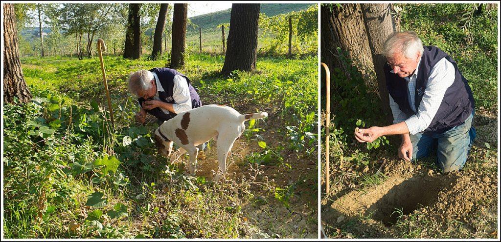 7 Dag 7 Trøfler, Alba og Barolo (F, L, M) På formiddagen treffer vi en trøffeljeger og hans hund, og vi får lov til å hjelpe hunden med å grave frem de berømte trøflene.