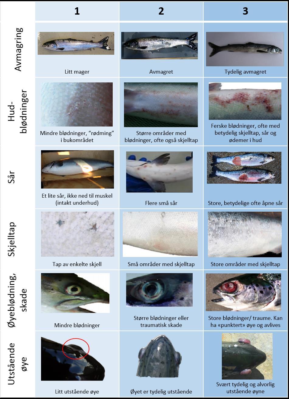 FISHWELL - Morfologisk skåringskjema Redusert appetitt Avmagring Hudblødninger Utviklet basert på velferdsskjemaet SWIM og Veterinærinstituttets og Nofimas