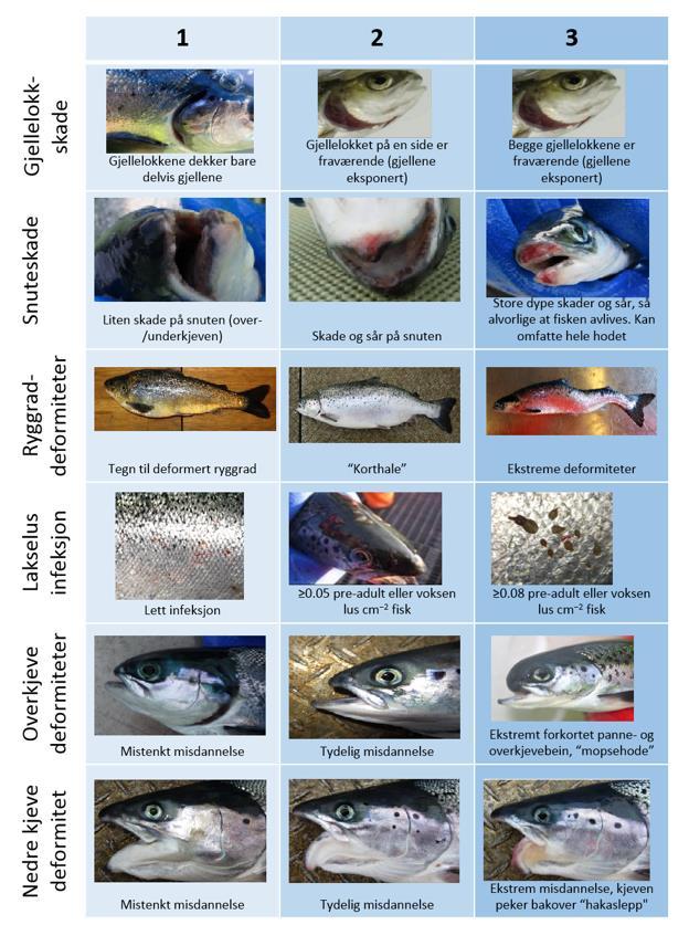 FISHWELL - Morfologisk skåringskjema Gjellelokkskade Snuteskade Ryggrad