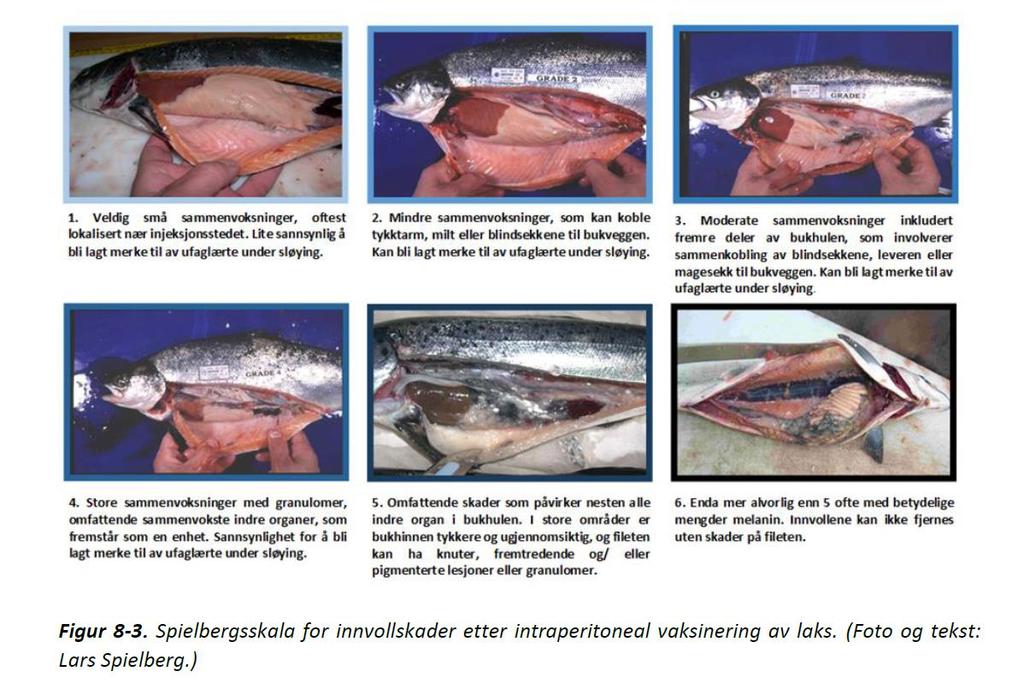 Vaksinering Speilberg skala Morfologisk skårskjema: Send