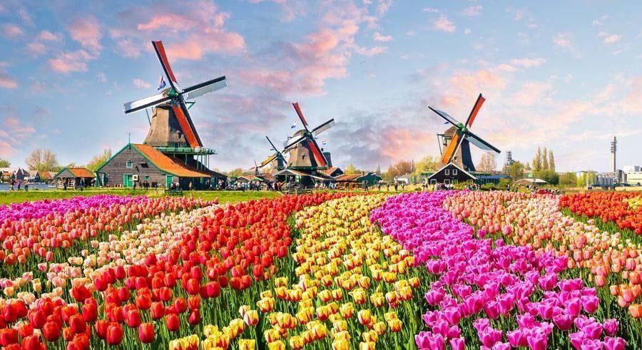 HOLLAND I BLOMSTRING Vi reiser for å se den fargerike eksplosjonen av tulipanene i Keukenhof, oppleve vårstemningen i Haag og seile på kanalene i Amsterdam.