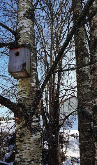 Fuglekasser Det er ofte manko på gamle trær som gir naturlige hulrom å bygge rede i for mange av fuglene. Her kan du hjelpe fuglene ved å henge opp kasser, disse kan du lage selv eller kjøpe ferdige.