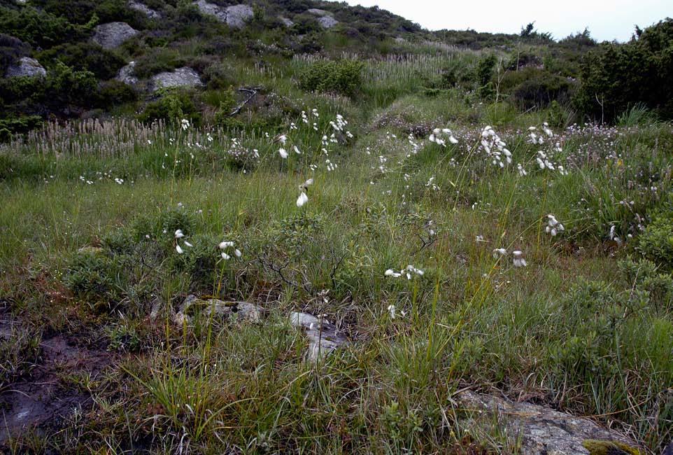 Figur 157. Ved Dalsvatnet finst mineralrike sig med krevjande planteartar som breiull (Eriophorum latifolium) og andre, på stader som var havbotn for 10500 år sia.