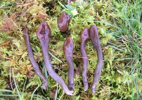 Slimjordtunge (Geoglossum difforme) er ein sjeldsynt sopp som ikkje er kjent frå mange stader i landet. Foto: John Bjarne Jordal. Figur 257. Vrangjordtunge (Thuemenidium atropurpureum).