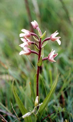 Den sjeldsynte orkideen myrflangre (Epipactis palustris) blei oppdaga på Liknes i 1984,