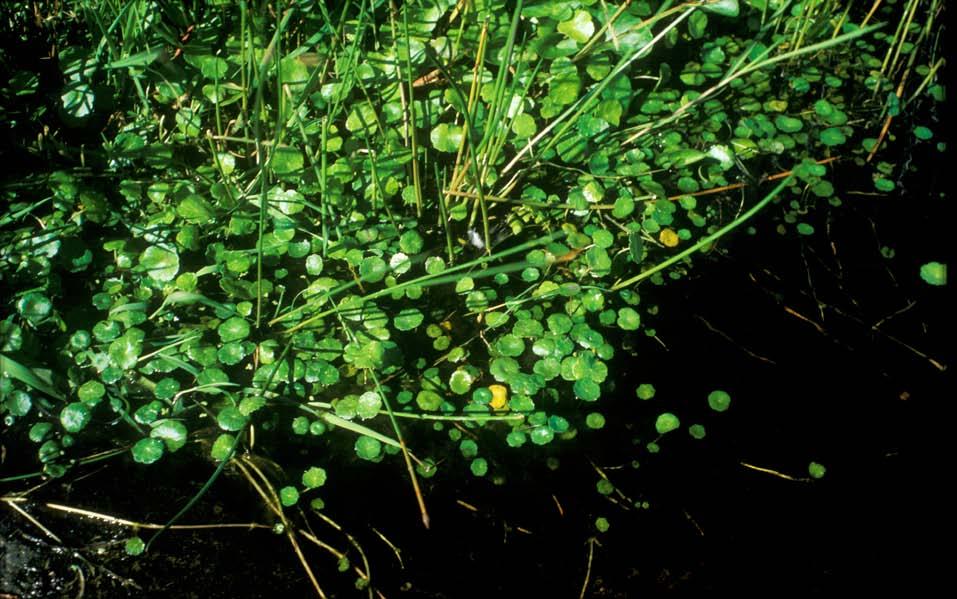 Figur 65. Skjoldblad (Hydrocotyle vulgaris) i kanten av Kalvatjørn. Arten er talrik på Røvær, men står på den norske raudlista med status nær trua (NT).