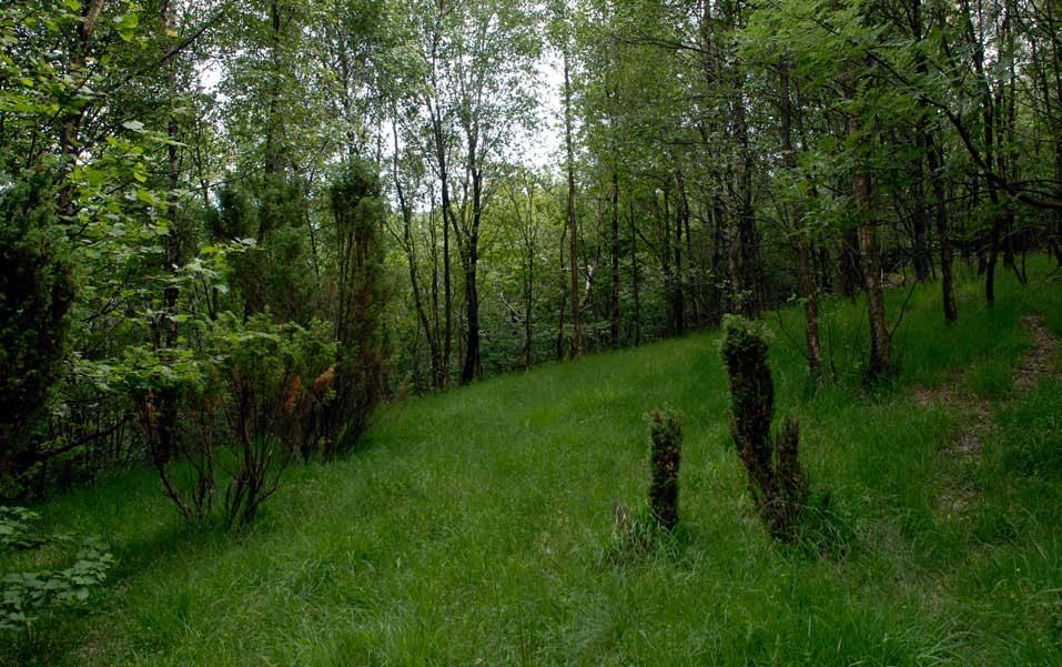 Figur 88. Delar av skogen i Skokkane er ung, sjå dei tynne stammane.