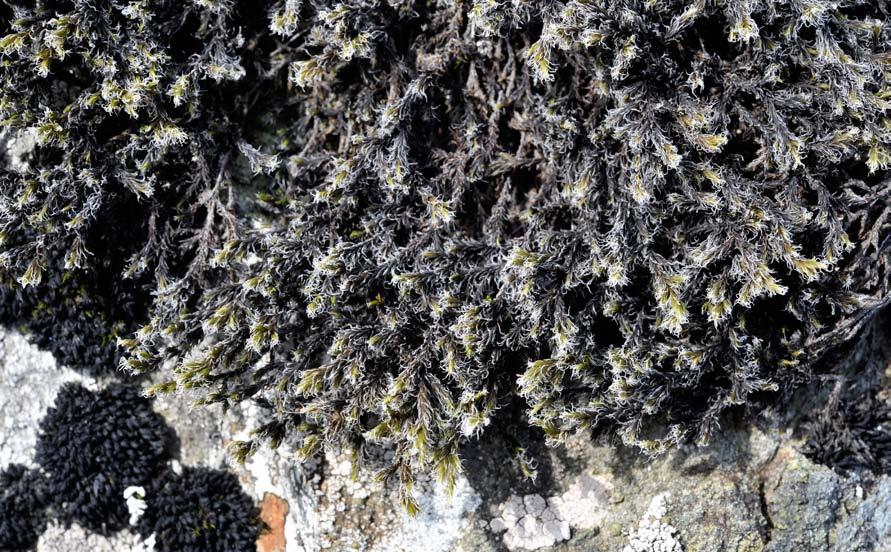 Faktarute: Sprikesteinmose (Hedwigia stellata) Sprikesteinmose veks på stein og berg og dannar 2-4 cm høge, gul- til