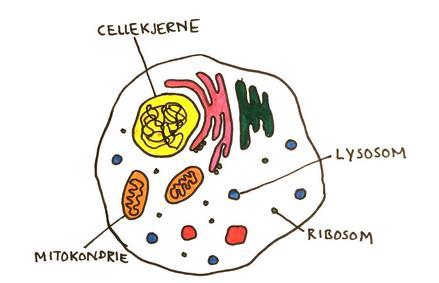 Alle celler har en cellekjerne Her lagres arvematerialet; DNA DNA er et molekyl som inneholder instruksjon om hva cellen skal gjøre, og hvordan den skal kommunisere