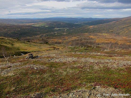 Herbivores are affecting tree-line and tree-line dynamics In Norway <30% of the