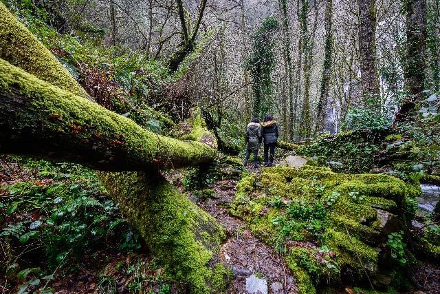 etappe 5 km ca 1 time 5 DAG 7 Santiago de Compostela (F) I en labyrint av smale gater prydet av vakre torg, spaserer vi gjennom denne eventyrlige byen