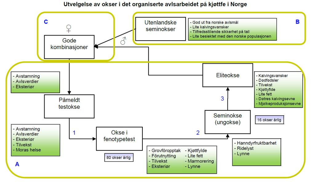 A) Virkemidler i det nasjonale avlsarbeidet For å tilby markedet de ulike typene okser skissert tidligere, må dette gjenspeiles i kriteriene i seleksjonen i de ulike ledd i det organiserte