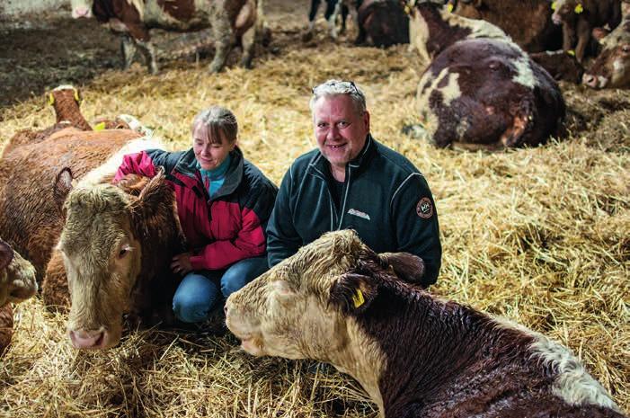 Kjellaug og Svein Narve vektlegg lynne i avlsplanlegginga. I fjøset har dei rolege dyr, som er trygge på bøndene, og glade for litt kos.