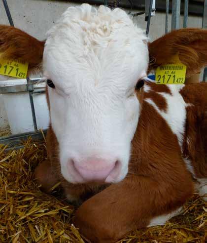 Fra besetningsbesøk hos Bakkely Simmental i forbindelse med Dansk Simmentalforenings 40-årsjubileum.