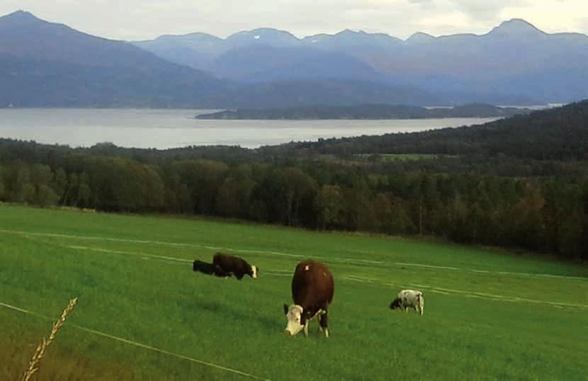 FLECKVIEH/NRF Flotte krysningskviger i vakkert landskap! Fra Sollia på Tingvoll. Fortellingen om Digre og litt om slakteresultat på krysningskyr Her i Sollia driver vi melk og kjøttproduksjon.
