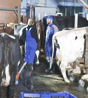 Rene kyr betyr bedre hygiene og sparer også tid til rengjøring ved melking både i melkestall og ved melkerobot.