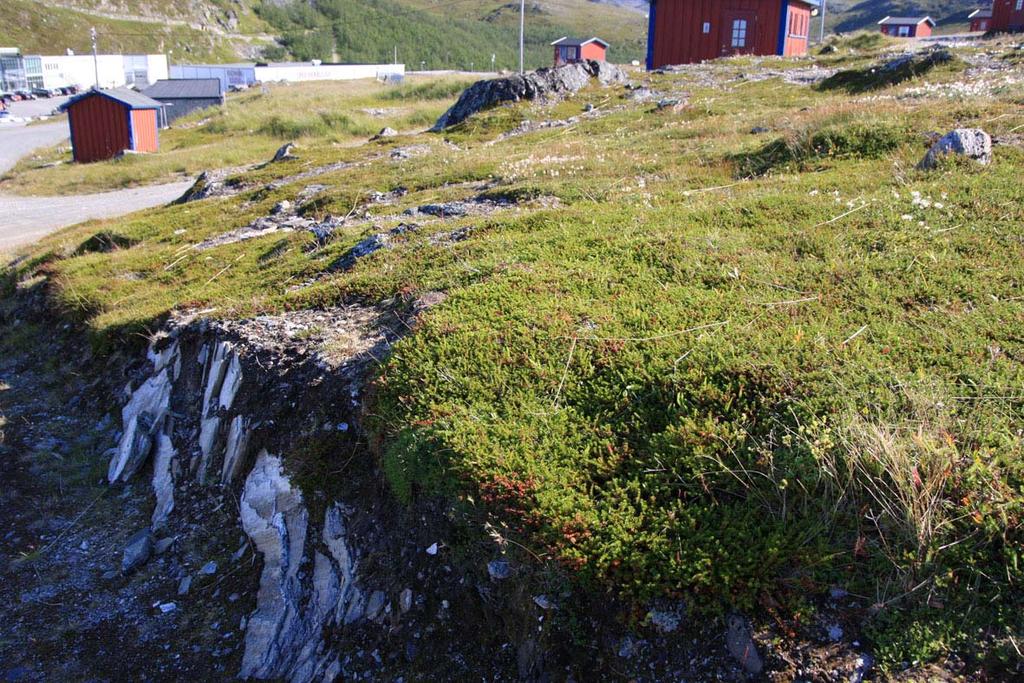 Figur 4.12 Sparsom vegetasjon i planområdet. 4.12 Arealbruk Fiske, fiskeindustri og oppdrett er viktige primærnæringer for Hammerfest.