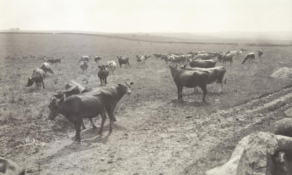 Jæren 1913 Foto: Anders B.