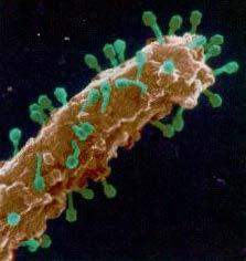 Bakteriofager Bakteriofager